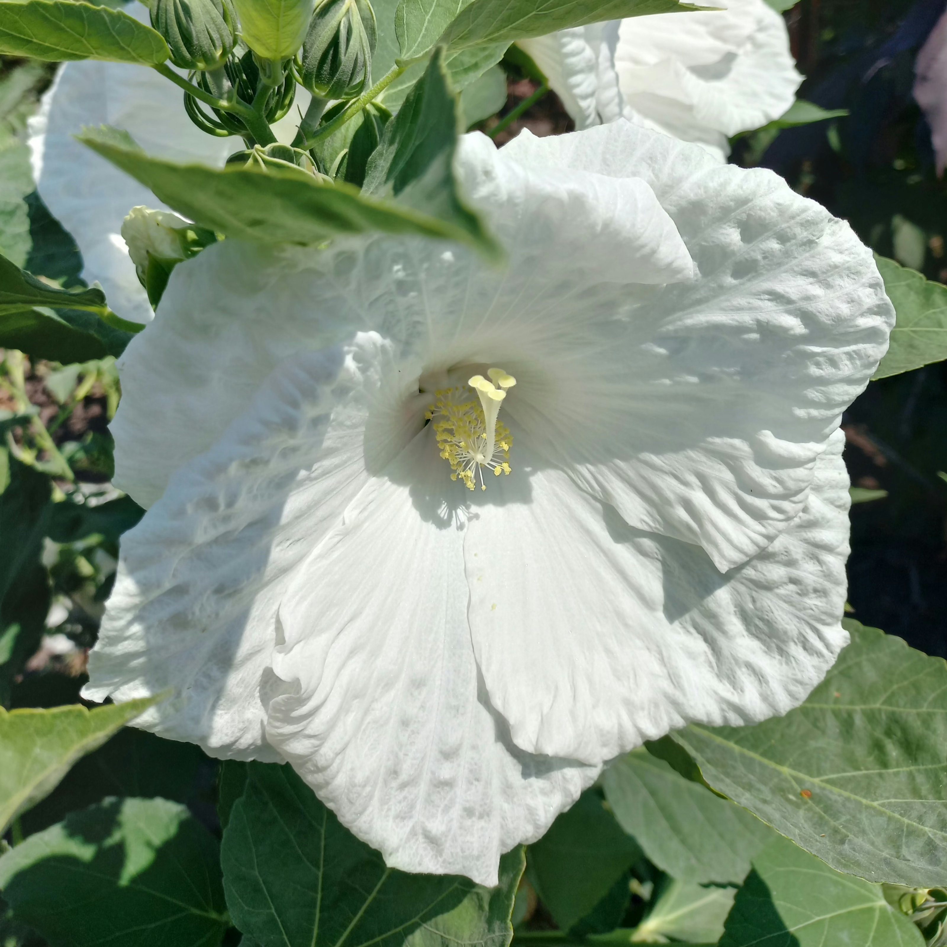 Біленький (Whitest)